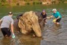 Elephant Village Camp
