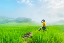 Terraced rice fields in Pu Luong