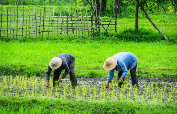 Eco-Farm Visit In Cambodia - A Guide For Sustainable Travel