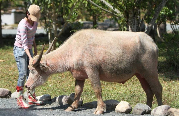 2-Day Agricultural Tour In Thailand - Review By Mrs Claire