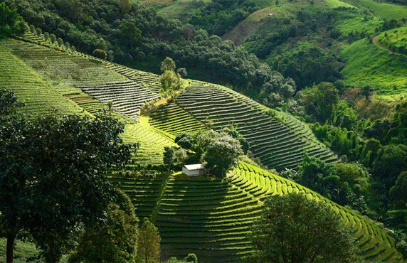 Doi Mae Salong Chiang Rai: What To Do, What To See, Travel Tips, And FAQ Doi Mae Salong Chiang Rai: What To Do, What To See, Travel Tips, And FAQ
