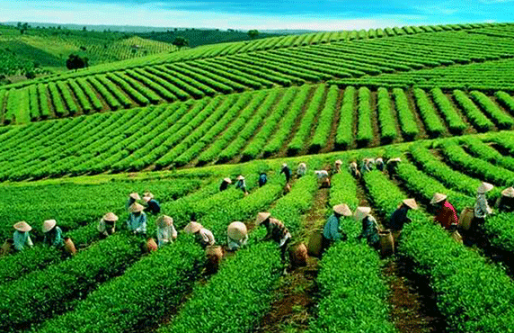 Explore Top 08 Must-do List In Lai Chau, Vietnam Explore Top 08 Must-do List In Lai Chau, Vietnam