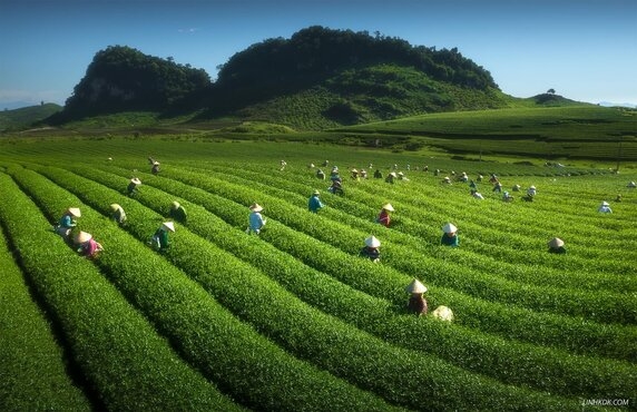 Top 11 Best Things To Do In Moc Chau, Vietnam Top 11 Best Things To Do In Moc Chau, Vietnam