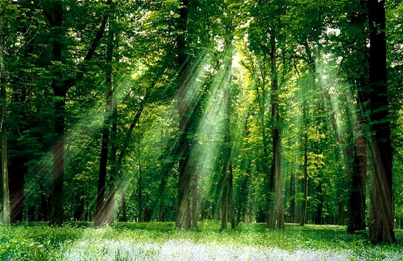 Experiences Of Traveling In Cuc Phuong National Park Experiences Of Traveling In Cuc Phuong National Park