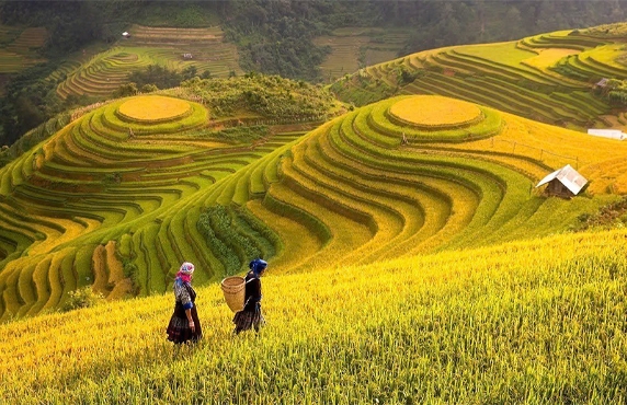 Mam Xoi Hill And Mong Ngua Hill: Paradise Of Mu Cang Chai Rice Terraces Mam Xoi Hill And Mong Ngua Hill: Paradise Of Mu Cang Chai Rice Terraces