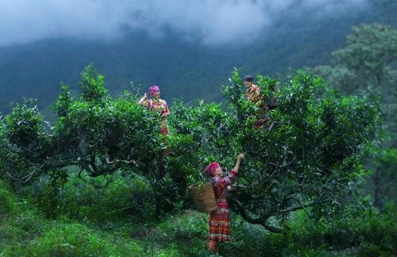 Nghia Lo Tea Plantation: Discover Green Tea Farms In Yen Bai Vietnam Nghia Lo Tea Plantation: Discover Green Tea Farms In Yen Bai Vietnam