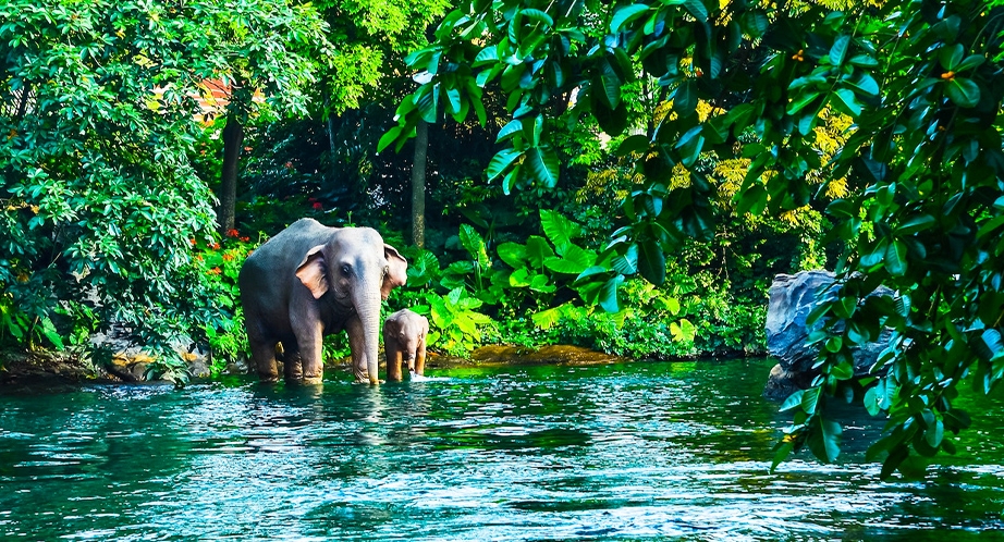 Khao Yai National Park (Thailand)