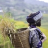 Discover The Black Thai Communities In Pu Luong Nature Reserve, Vietnam