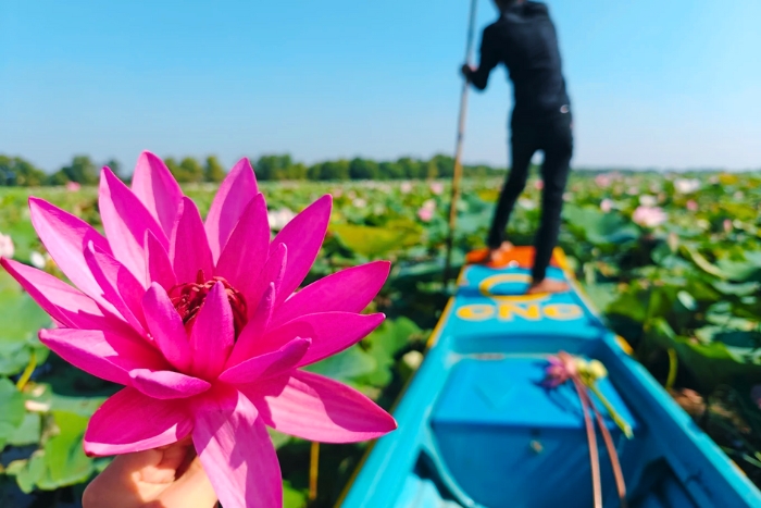 A peaceful boat ride through lotus fields