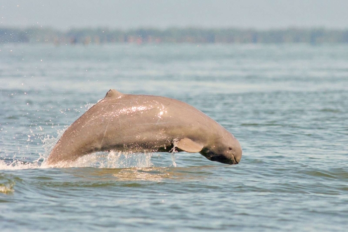 21 Days in Cambodia - Watching Rare Irrawaddy Dolphins in Kratie