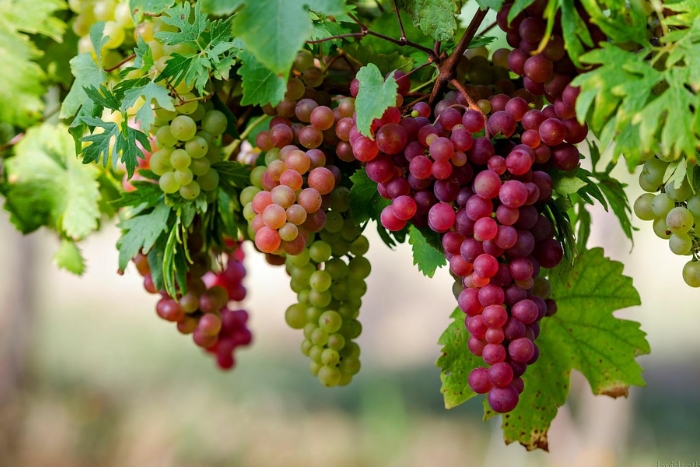 What to do in Battambang in 3 days? Visit Prasat Phnom Banan Vineyard