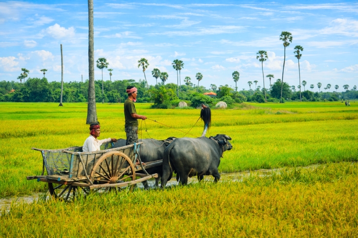 Peasant life and authentic rice fields in Battambang