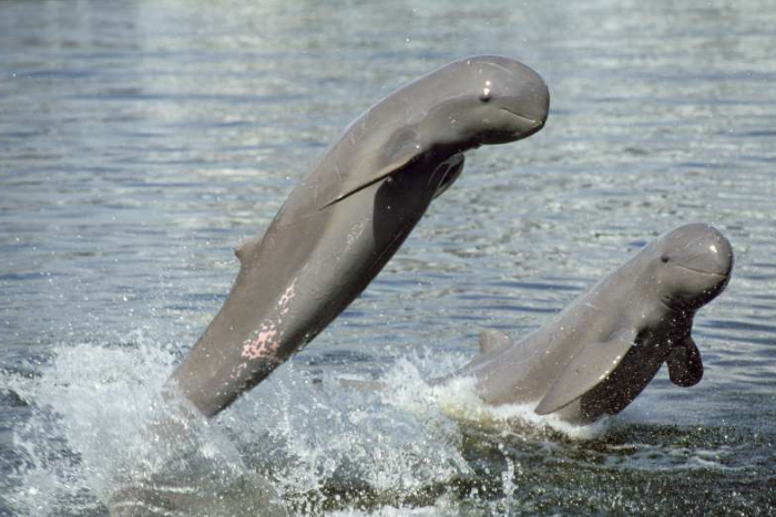 What to do in Kratie? You can watch Irrawaddy dolphins