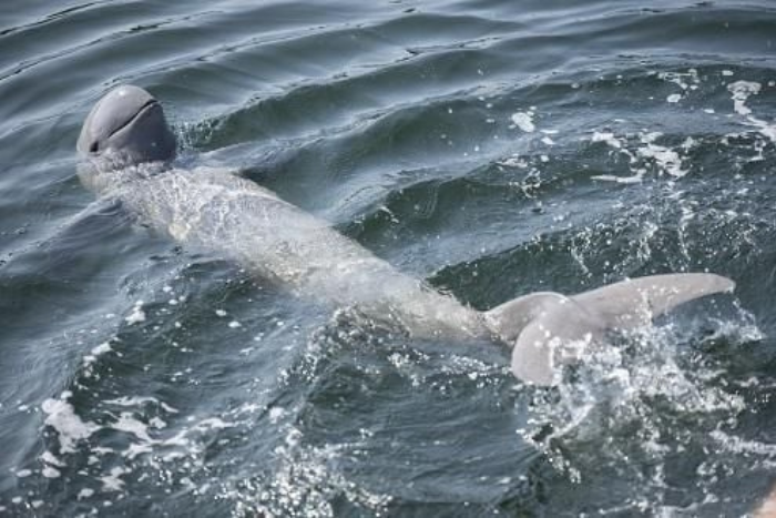 Don't miss spotting the Irrawaddy dolphins in Kratie, Cambodia