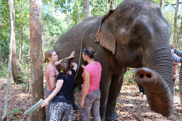 Discover the Elephant Valley Project in Mondulkiri