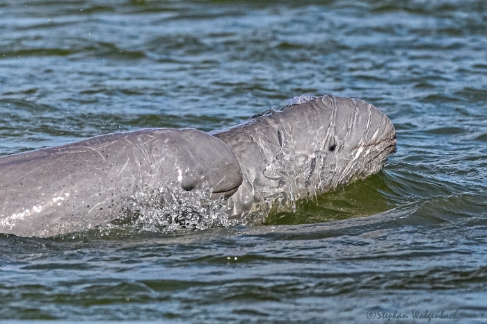 What to do in Cambodia with kids? Watching Freshwater Dolphins in Kratie