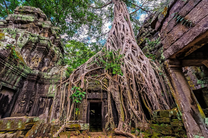 The unique scenery inside Ta Prohm, one of the most famous Angkor temples