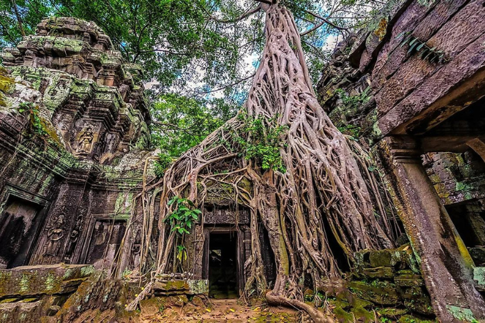 Discover Ta Prohm Temple during your 1 day trip to Siem Reap