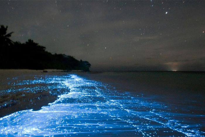 Don't forget to take a boat ride to admire the bioluminescent plankton