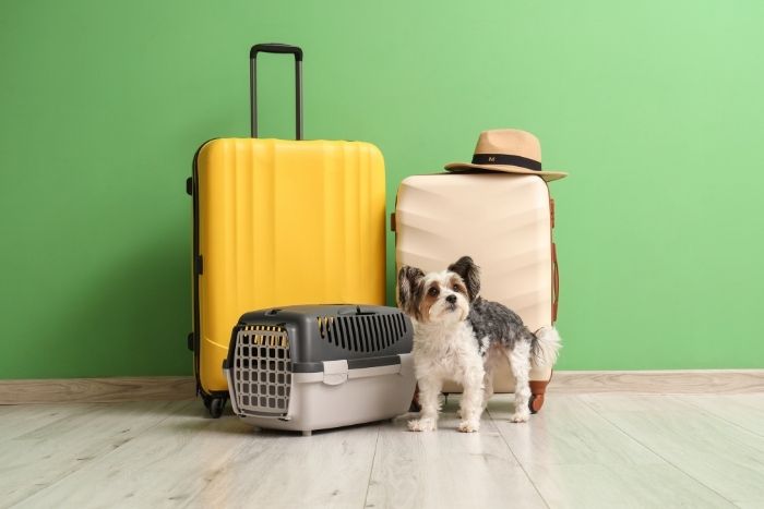 Before traveling to Cambodia, check your airline’s requirements for the pet carrier