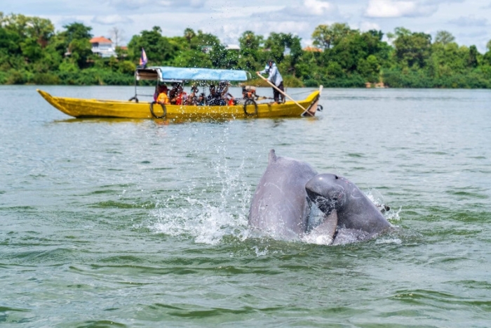 Depending on the Cambodia trip duration, live the emotion of watching the Irrawaddy dolphins