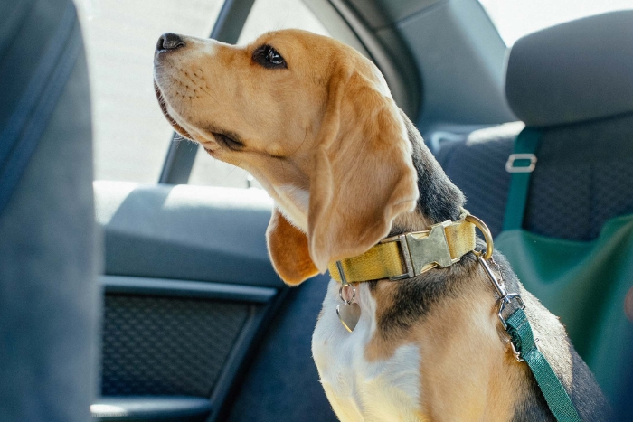 Traveling with your dog by car