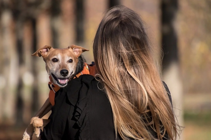 Flying with dogs to Cambodia
