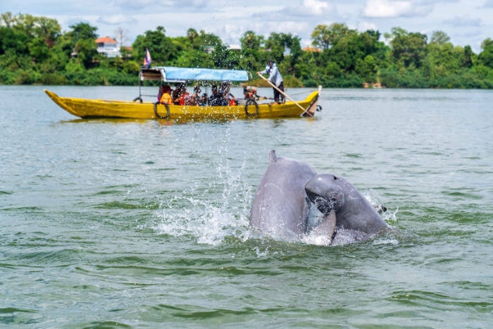 Watching dolphins will be one of the most memorable experiences for children in Laos
