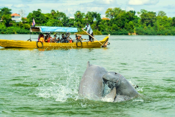 Encountering Irrawaddy dolphins on the Mekong