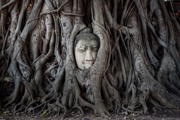 The stone Buddha head entwined in tree roots at Wat Mahathat