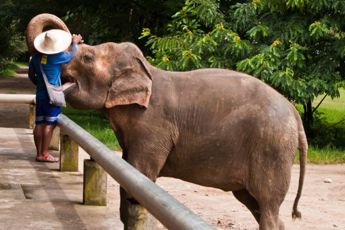 Elephant Sanctuary in Chiang Mait