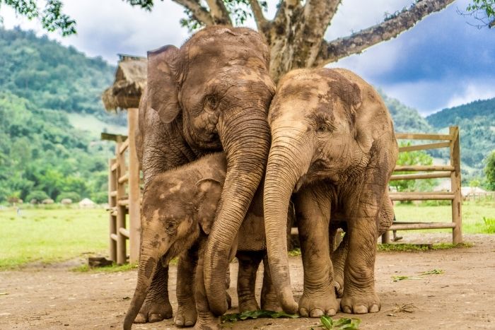 Ethical elephant sanctuary - an authentic and premium experience
