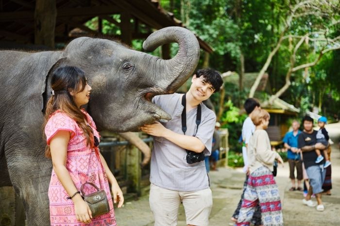 Pattaya has many ethical elephant sanctuaries focused on conservation