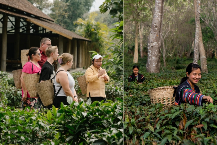 Visit to Araksa Tea Garden in Mae Taeng