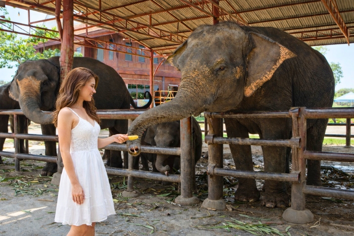 A moment of sharing while feeding elephants in a sanctuary in Ayutthaya