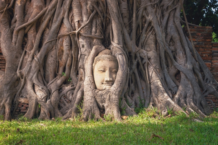 The Buddha’s head entwined in the roots of a sacred tree