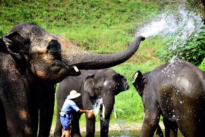 Mae Tang Elephant is a popular attraction in Thailand