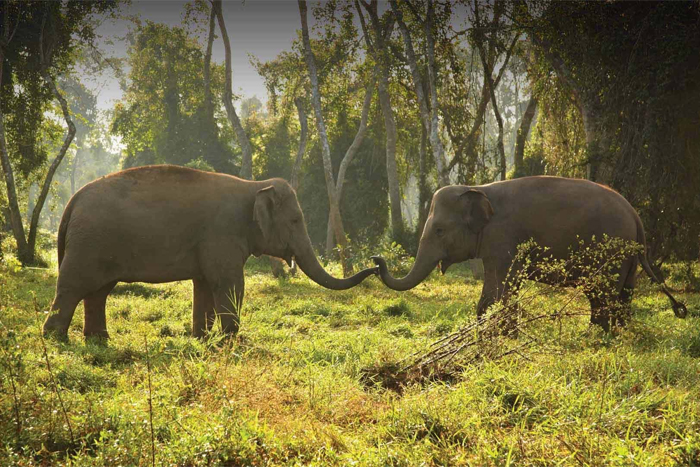 Visit an ethical elephant sanctuary