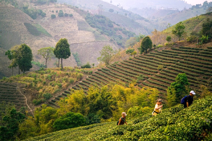 All travel guide for visiting in different seasons in Chiang Rai