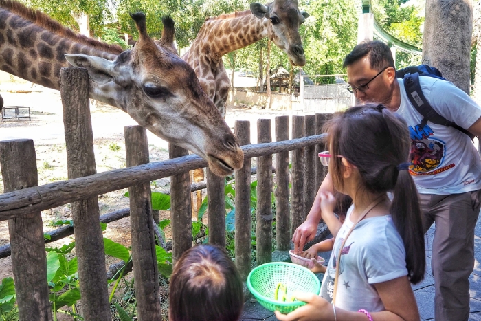 Playing with animals is also a good idea for sunny family Easter holiday in Thailand