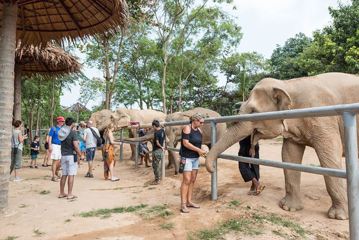 Samui Elephant Sanctuary, must-visit destination in Koh Samui with kids