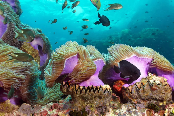 Don’t miss snorkeling at Koh Ma during your 10-day Koh Samui trip