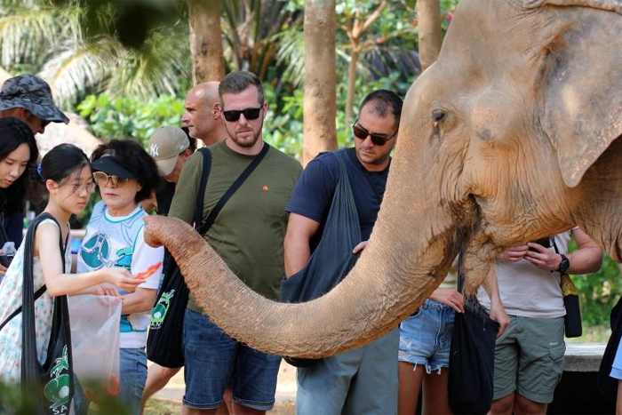 Visit the Samui Elephant Sanctuary