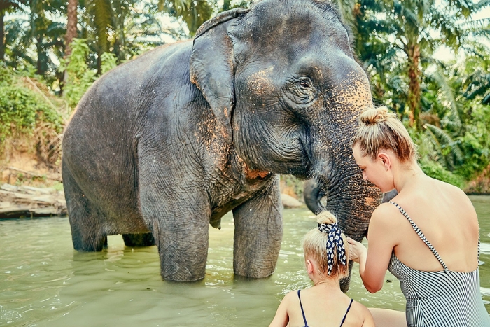 Elephant Jungle Sanctuary in Phuket