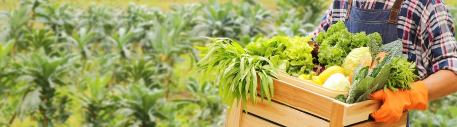 If you love nature, why not try a visit to an eco-farm in Thailand?