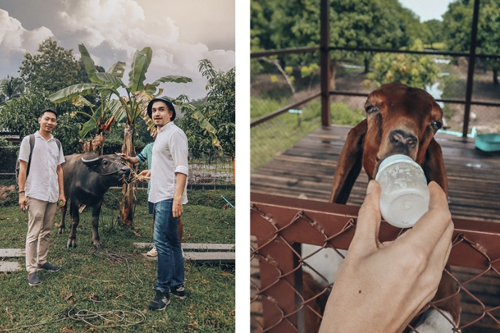 During a farm weekend in Thailand, you will have the opportunity to feed the animals