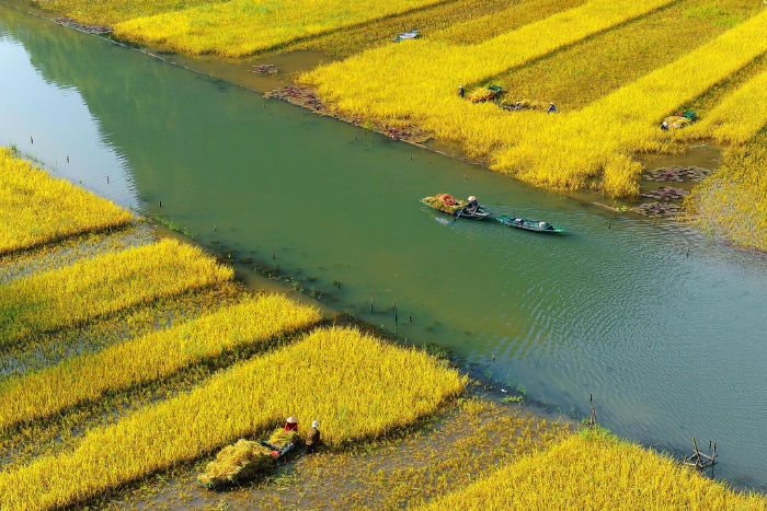 The Golden Season in Tam Cốc, Ninh Bình