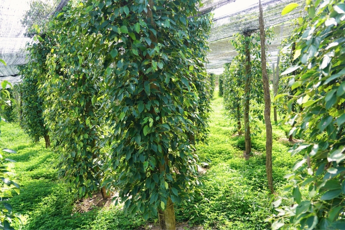 What to do on the Vietnam Cambodia combined tour? Visit the pepper farms in Kampot