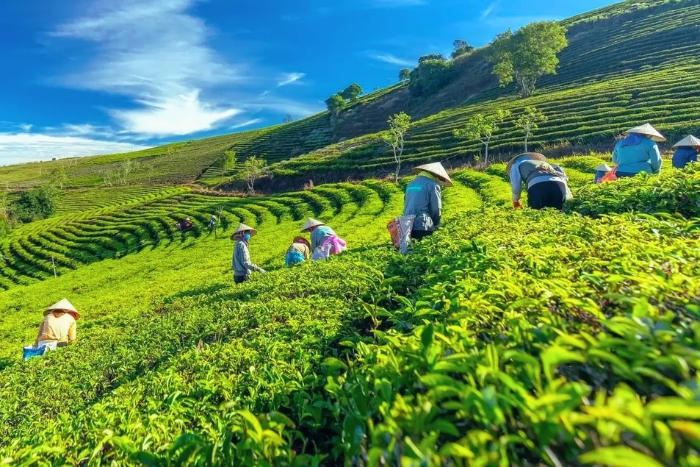 A calm morning at Cau Dat Tea Hill on my 3-day farm experience in Vietnam