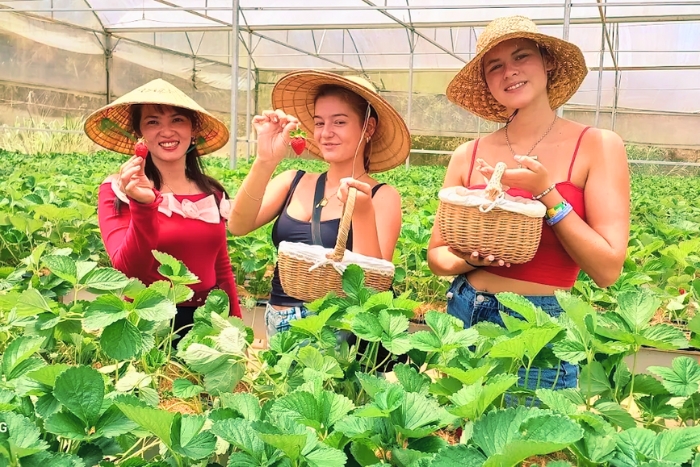 Hand-picking fresh berries at Ichigo Strawberry Farm